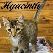 Hyacinth thumbnail 3