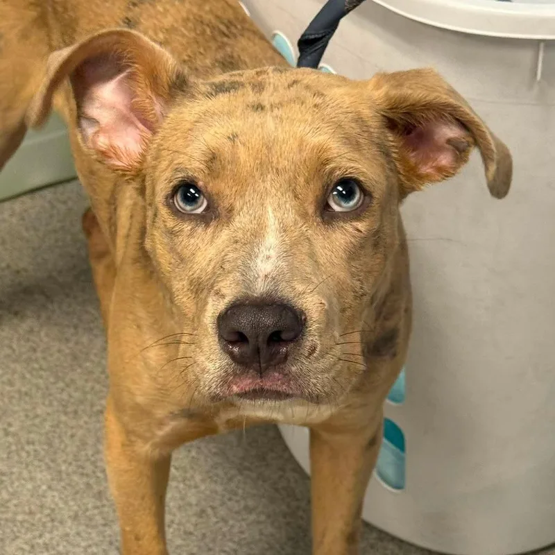 A young medium-sized female Black Pit Bull Terrier dog named Junie B for adoption in Martinsville, VA