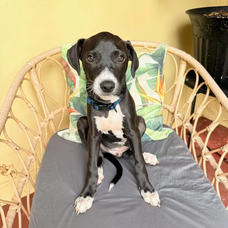 A baby small-sized male Black Coonhound dog named Goat for adoption in Wahiawa, HI