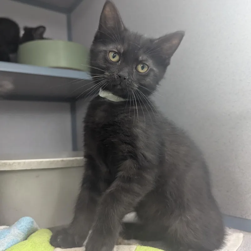 A baby small-sized female Black Domestic Short Hair cat named Grape D for adoption in Evansville, IN