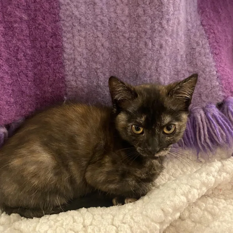 A baby small-sized female Tortoiseshell Domestic Short Hair cat named Sellene for adoption in Roswell, GA
