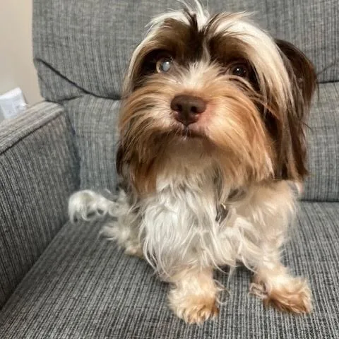 A senior small-sized male White / Cream Maltese dog named Red for adoption in Wake Forest, NC
