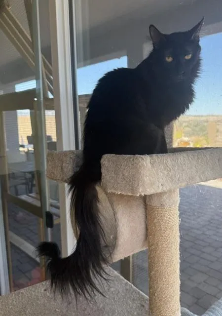 A young medium-sized female Black Domestic Medium Hair cat named Sable The Cat With for adoption in Prescott, AZ