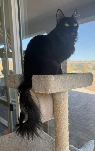 Sable The Cat With thumbnail 2