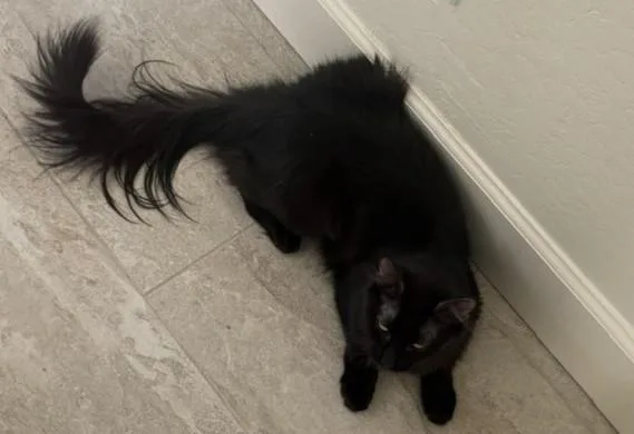 Sable The Cat With thumbnail 3