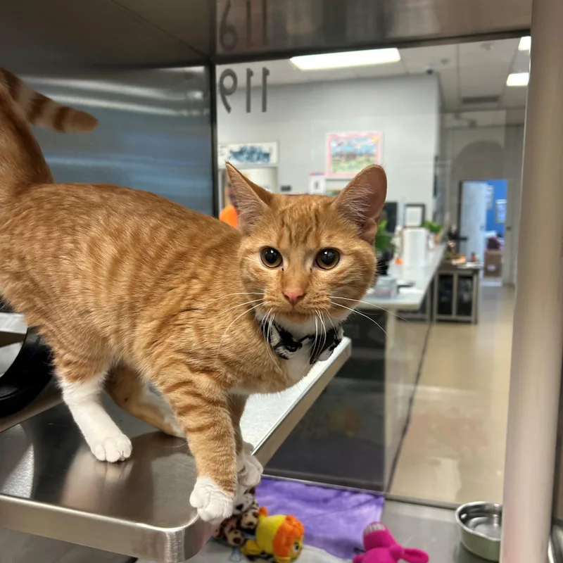 A young medium-sized female Domestic Short Hair cat named Marsha A for adoption in Plano, TX