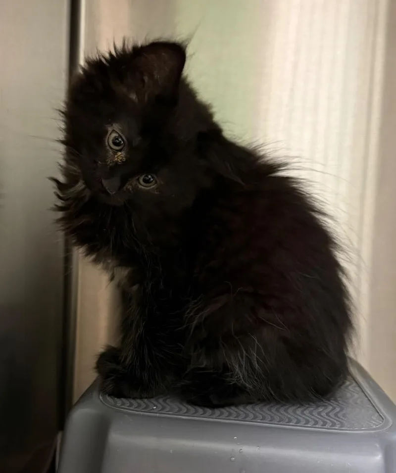 A baby small-sized female Domestic Long Hair cat named Brisket for adoption in Utica, MI