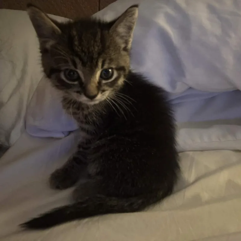 A baby small-sized male Brown / Chocolate Domestic Short Hair cat named Hotel for adoption in Jasper, IN