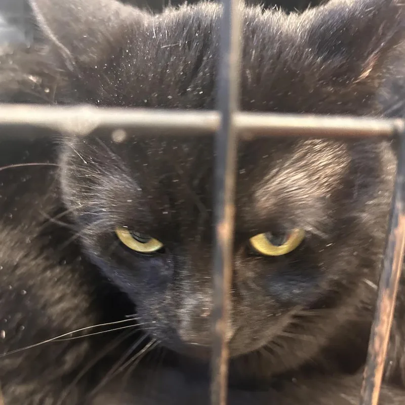 An adult small-sized male Black Domestic Short Hair cat named Crona for adoption in Philadelphia, PA