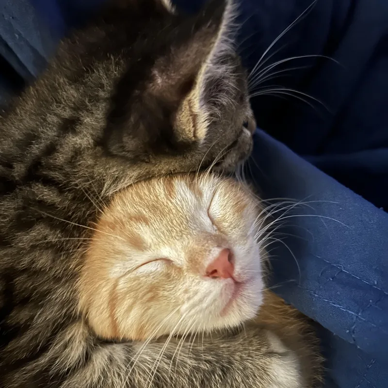 A baby medium-sized male Orange & White Domestic Short Hair cat named Starsky & Hutch for adoption in Bryan, TX