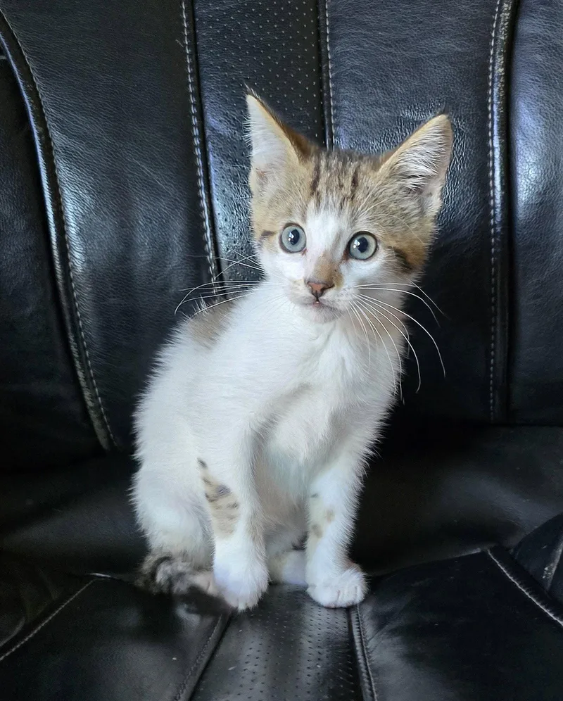 A baby medium-sized male Domestic Short Hair cat named Pacman for adoption in San Jose, CA