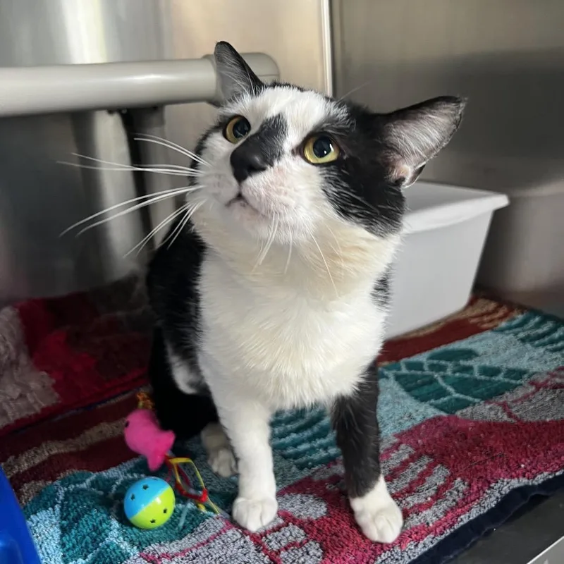 An adult small-sized male White Domestic Short Hair cat named Miller for adoption in Harrisville, WV