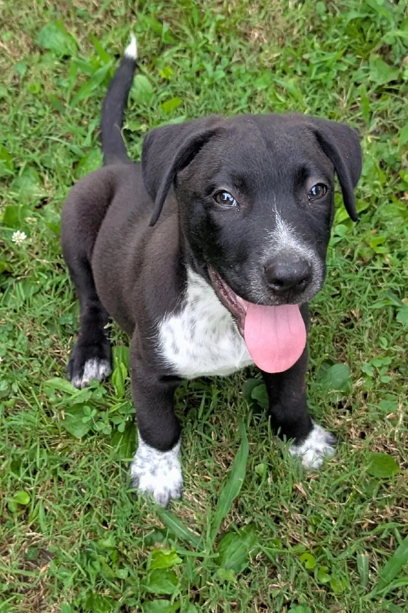 A baby medium-sized male Black Labrador Retriever dog named Austin for adoption in Watertown, CT