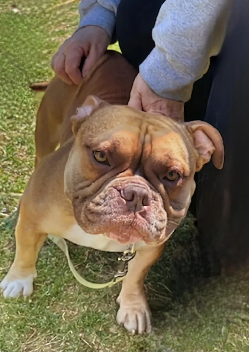 An adult large-sized male Pit Bull Terrier dog named King for adoption in Terryville, CT