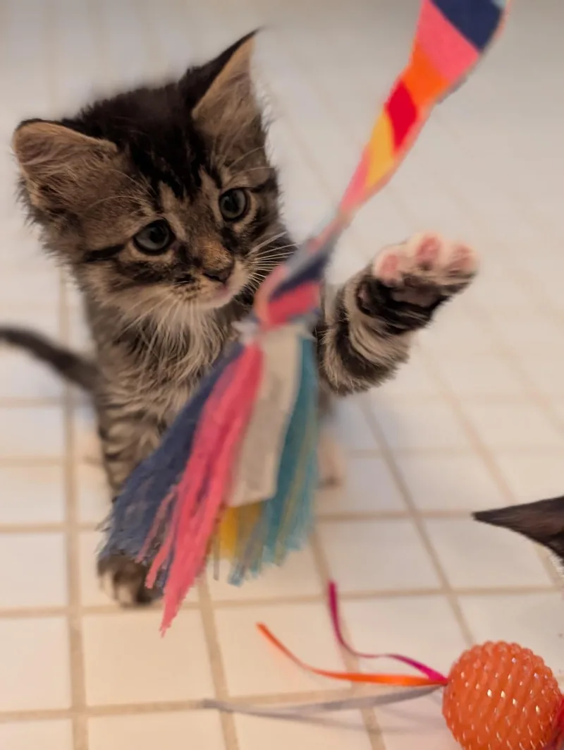 A baby small-sized male Domestic Short Hair cat named Daisy & Duke for adoption in Ardsley, NY