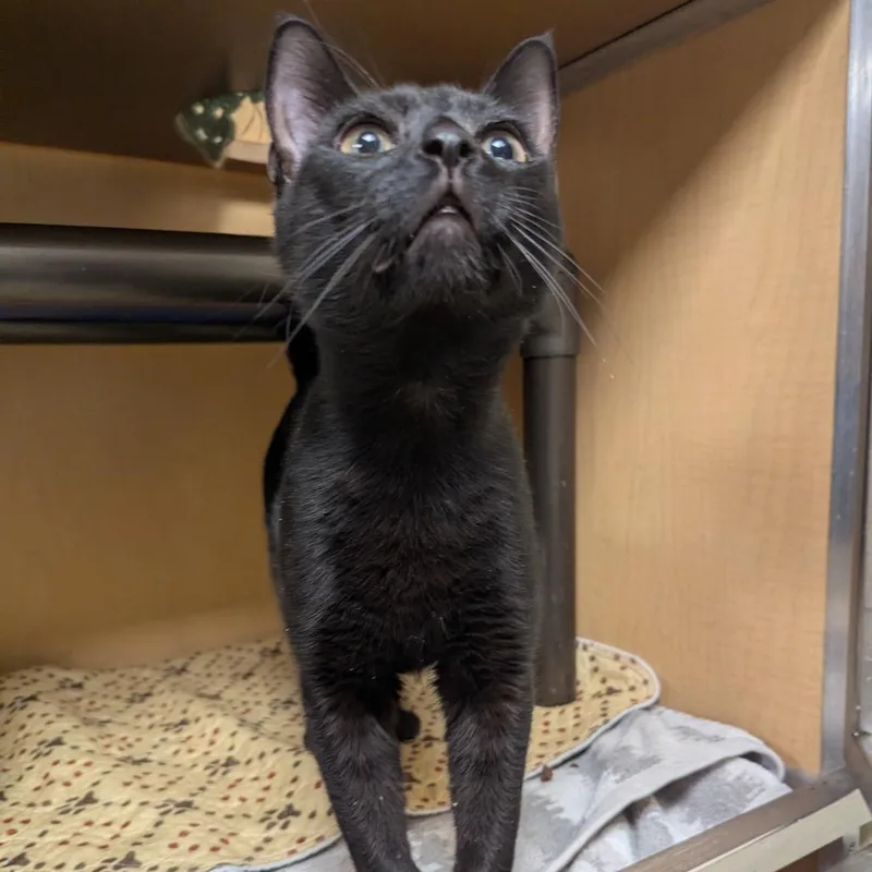 A young large-sized male Black Domestic Short Hair cat named Marsh for adoption in Chesapeake, VA