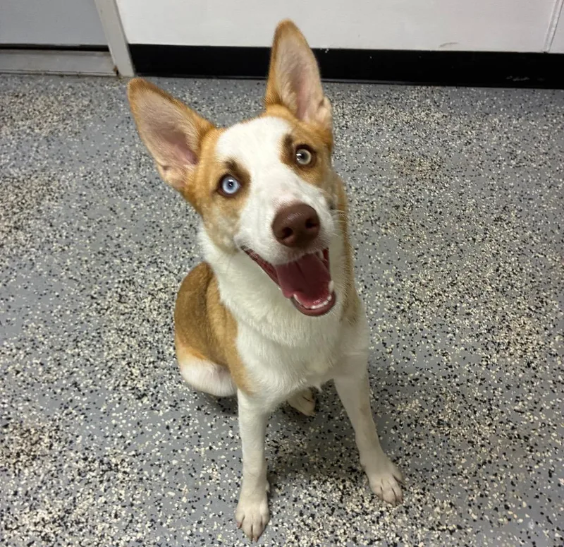 A baby medium-sized female Australian Cattle Dog / Blue Heeler dog named Honey for adoption in Seven Points, TX