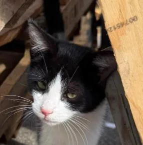 A baby small-sized male Domestic Short Hair cat named Joey for adoption in Charleston, WV