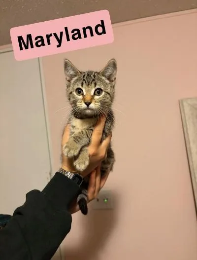 A baby medium-sized female Tabby (Buff / Tan / Fawn) Domestic Short Hair cat named Maryland for adoption in Mokena, IL