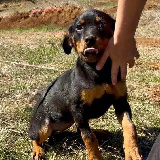 A baby medium-sized female Rottweiler dog named Bobbi for adoption in Salem, OR