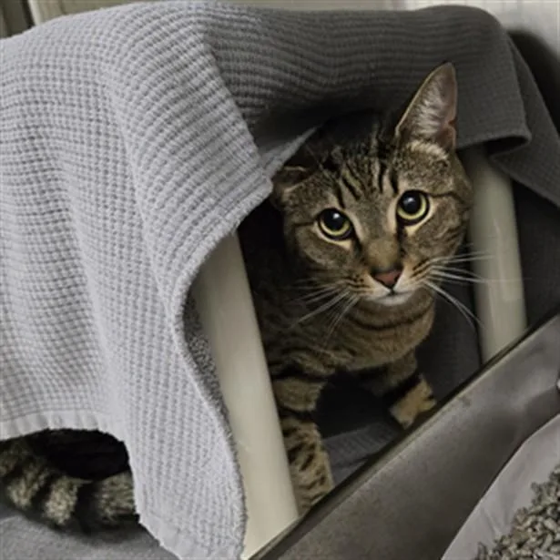 An adult medium-sized female Domestic Short Hair cat named Roomie for adoption in Derwood, MD