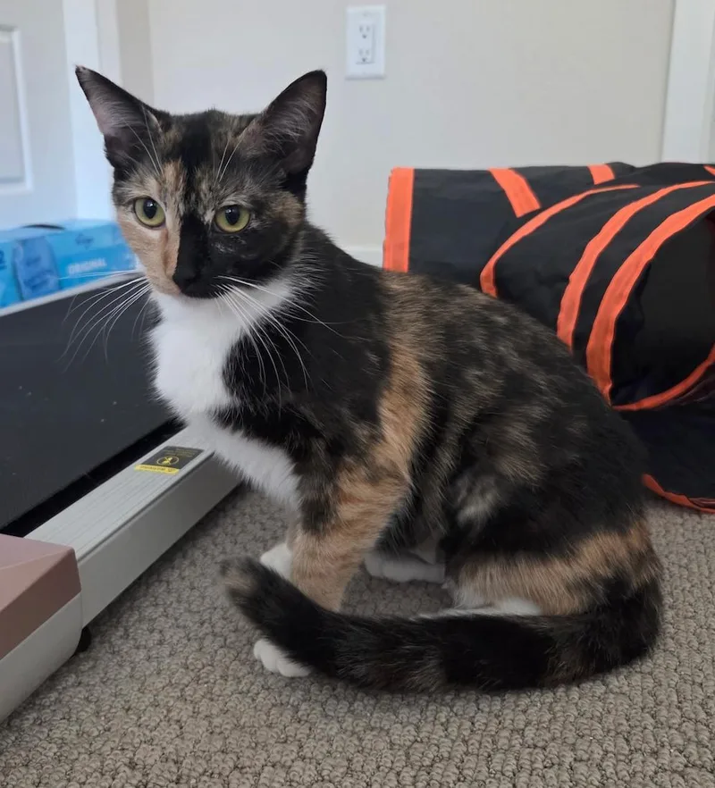 A young medium-sized female Calico Domestic Short Hair cat named Mia for adoption