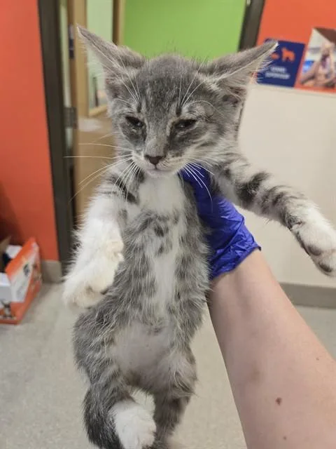A baby small-sized male Domestic Short Hair cat named Evers for adoption in Louisville, KY