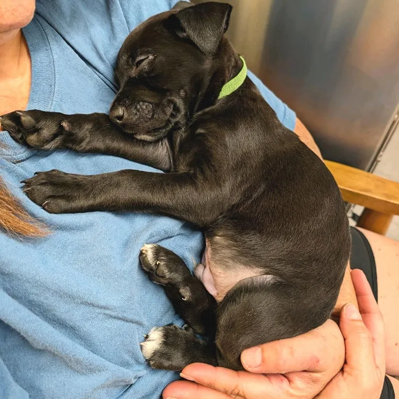 A baby medium-sized male Black German Shepherd Dog dog named Dylan for adoption in Flower Mound, TX