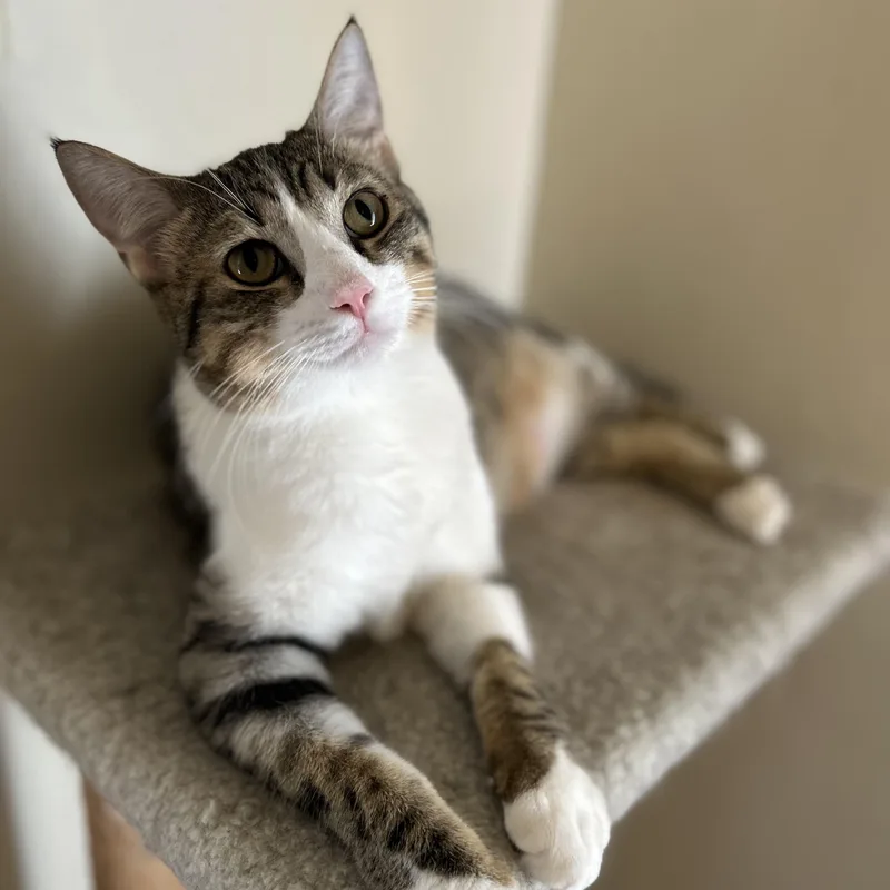 A baby medium-sized male Tabby (Brown / Chocolate) Domestic Short Hair cat named Chance for adoption in Columbus , OH