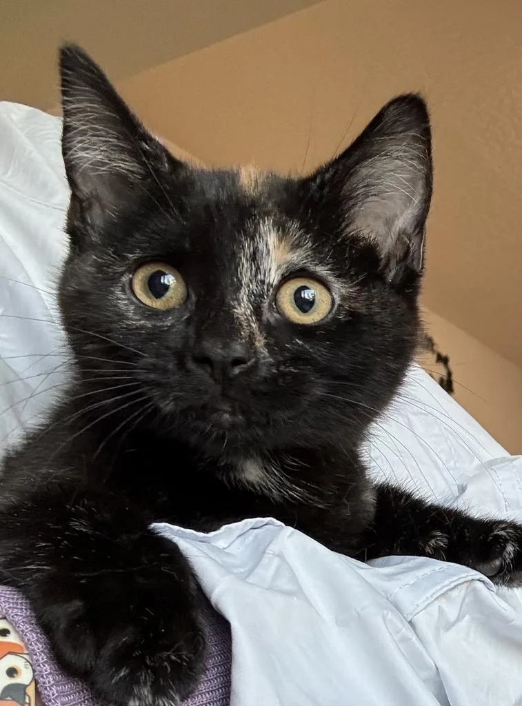 A baby medium-sized female Domestic Short Hair cat named Salem for adoption in Ontario, OR