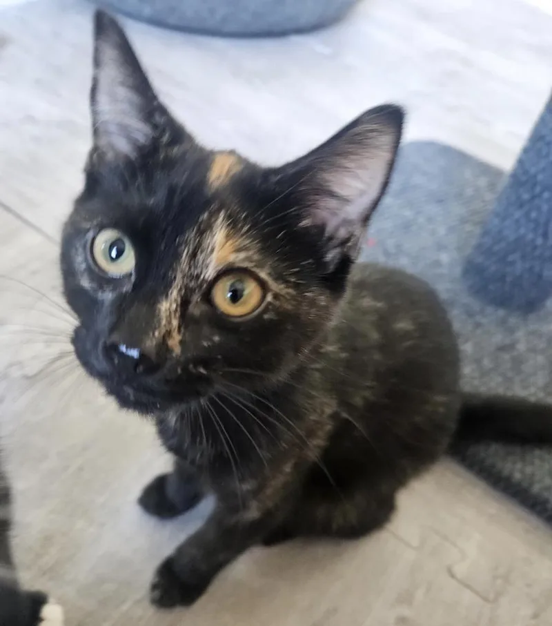 Salem thumbnail 3