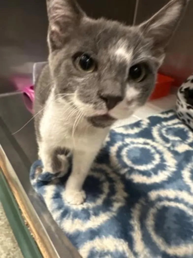 A baby medium-sized male Gray & White Domestic Short Hair cat named Marty for adoption in Red Bluff, CA
