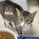 An adult medium-sized female Brown / Chocolate Domestic Short Hair cat named Mia for adoption in Moline, IL