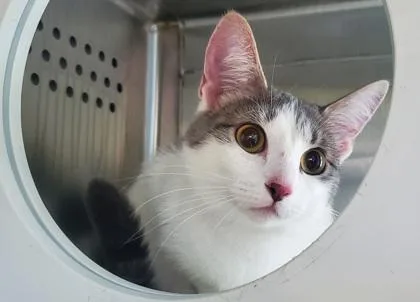 An adult large-sized female Domestic Short Hair cat named Halo for adoption in Kansas City, MO
