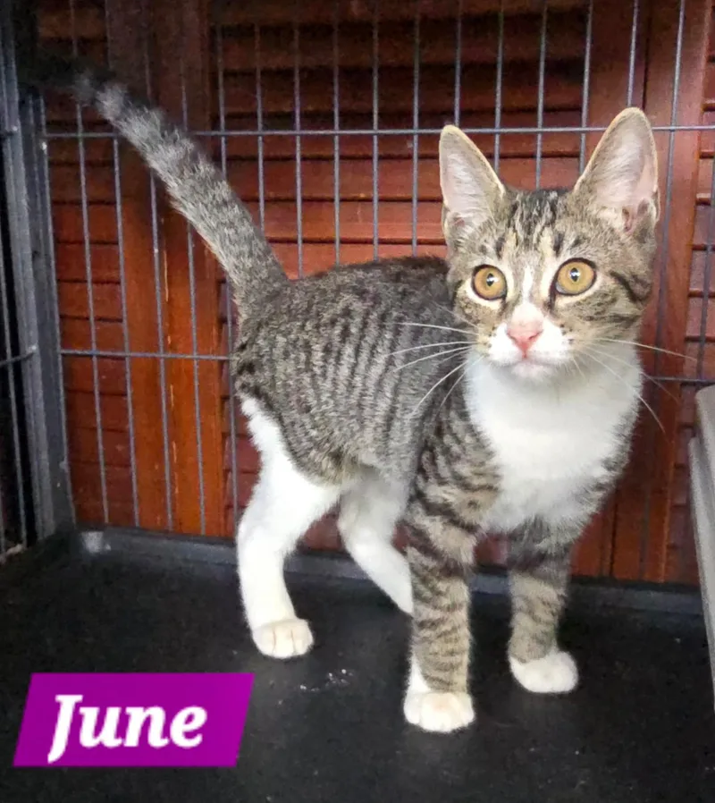 A young medium-sized female Tabby (Gray / Blue / Silver) Tabby cat named June for adoption in Miami, FL