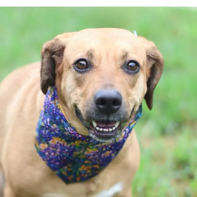 An adult medium-sized female Rhodesian Ridgeback dog named Kelly for adoption in San Antonio, TX