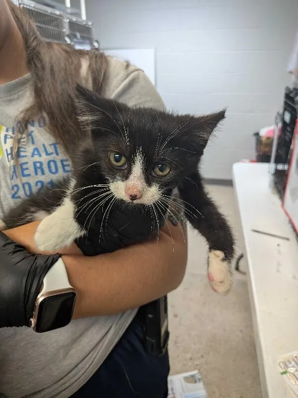 A young small-sized male Black & White / Tuxedo Domestic Short Hair cat named Green Day for adoption in Cincinnati, OH