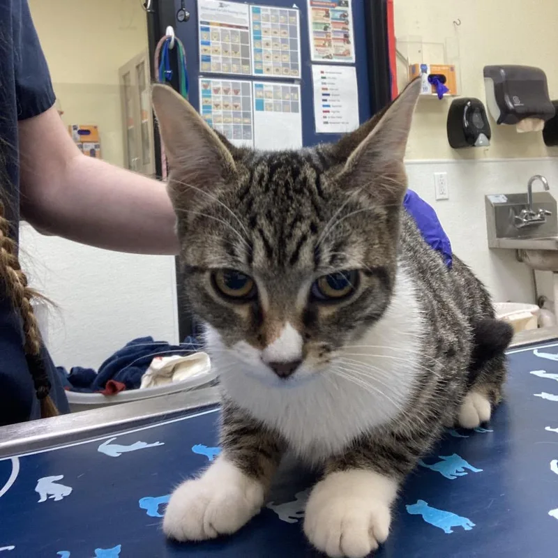A young small-sized female Brown / Chocolate Domestic Short Hair cat named Venus for adoption in Galveston, TX