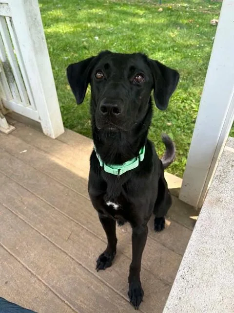 A young medium-sized female Labrador Retriever dog named Coco for adoption in Saint Peters, MO