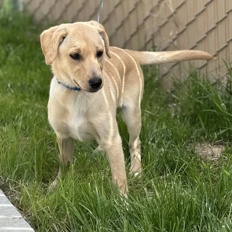 A baby small-sized female Yellow / Tan / Blond / Fawn Border Collie dog named Kaikai for adoption in Mount Vernon, IN