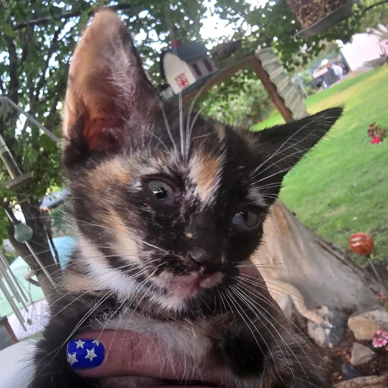 A baby small-sized female Tortoiseshell Domestic Short Hair cat named Blue Eyes for adoption in Grantsville, UT