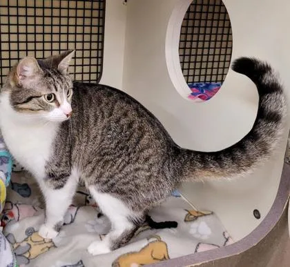 An adult medium-sized female Brown / Chocolate Domestic Short Hair cat named Cheshire for adoption in Kansas City, MO