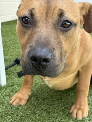 A baby medium-sized male Mixed Breed dog named Curt for adoption in Savannah, GA