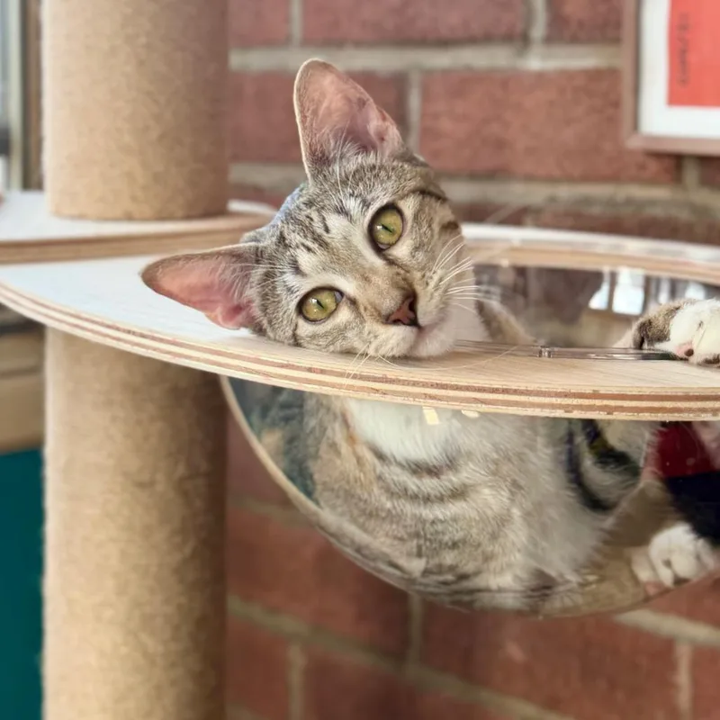 A young small-sized female Brown / Chocolate Domestic Short Hair cat named Lady Bologna for adoption in Middle Village, NY