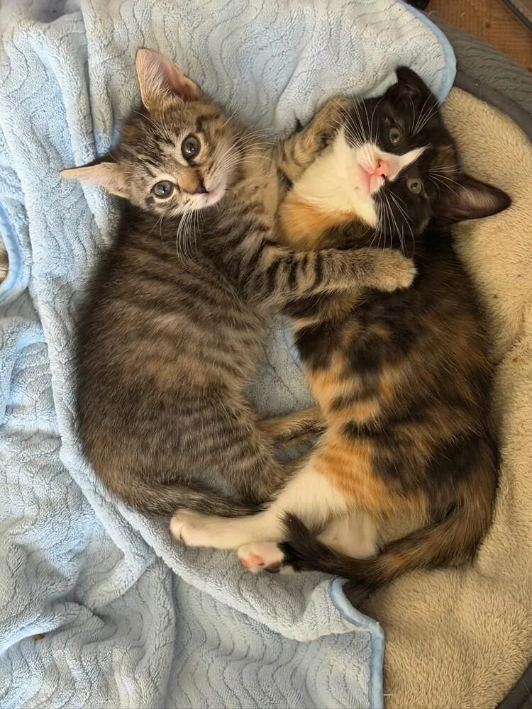 A baby small-sized female Domestic Short Hair cat named Miso & Sushi for adoption in New York, NY