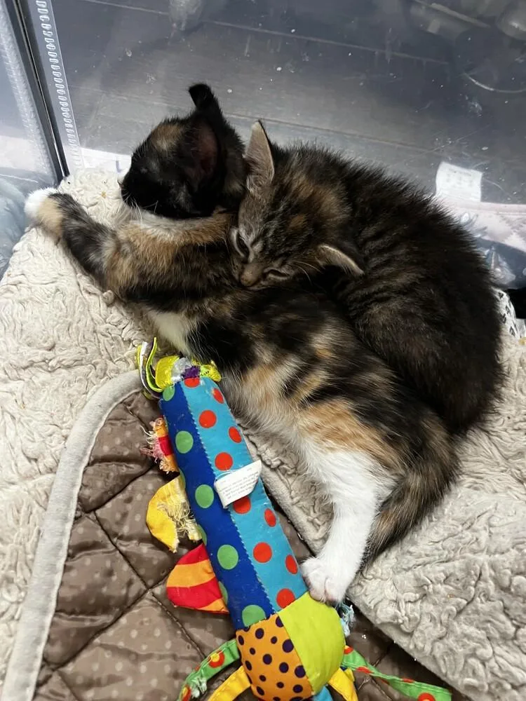 Miso & Sushi thumbnail 2