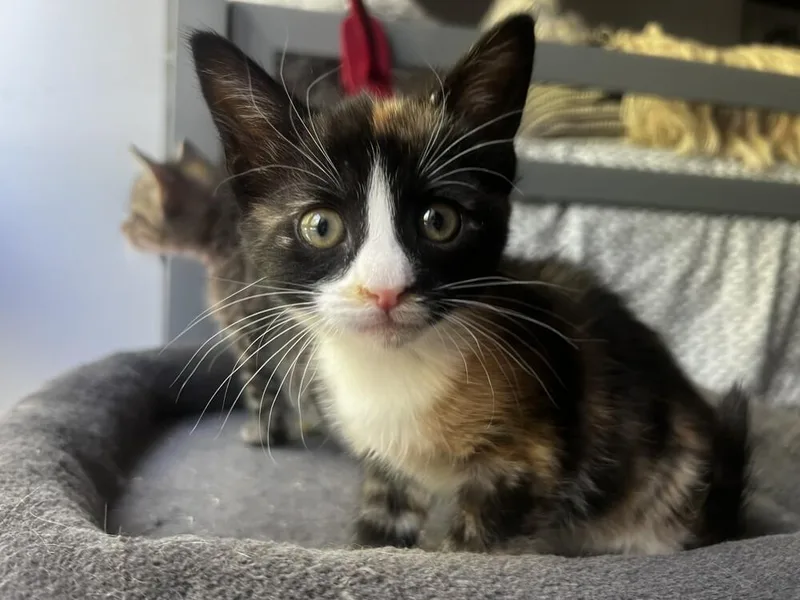 Miso & Sushi thumbnail 3
