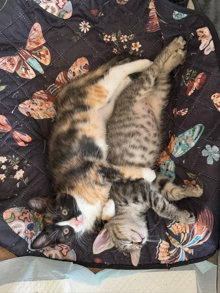 Miso & Sushi thumbnail 6