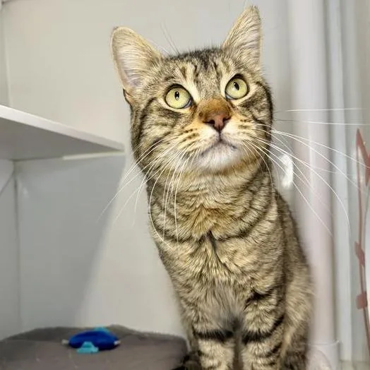 An adult medium-sized male Domestic Short Hair cat named Cheese for adoption in Los Angeles, CA