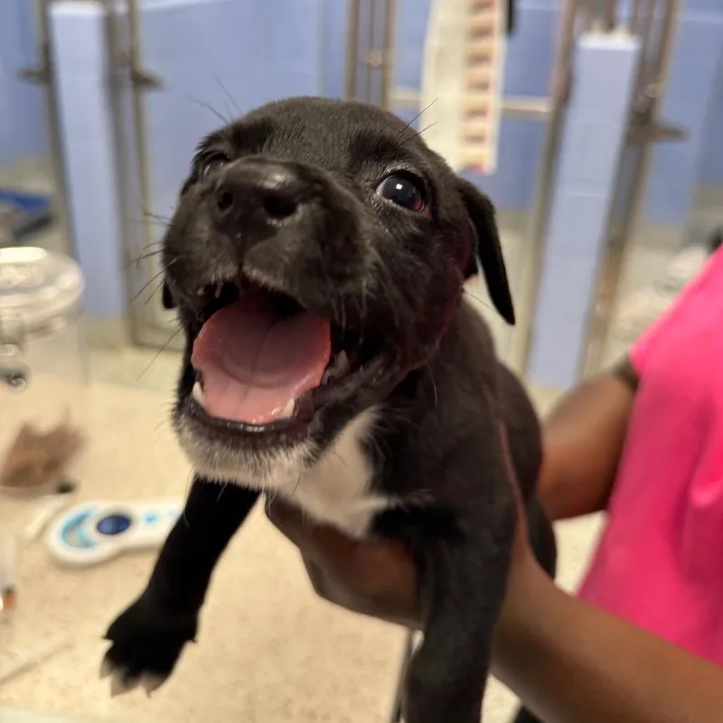 A baby small-sized female Black Mixed Breed dog named Jasmine for adoption in Madisonville, TN